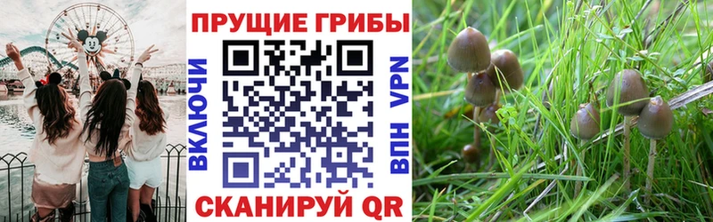 Псилоцибиновые грибы Cubensis  Купить закладки  Нелидово 